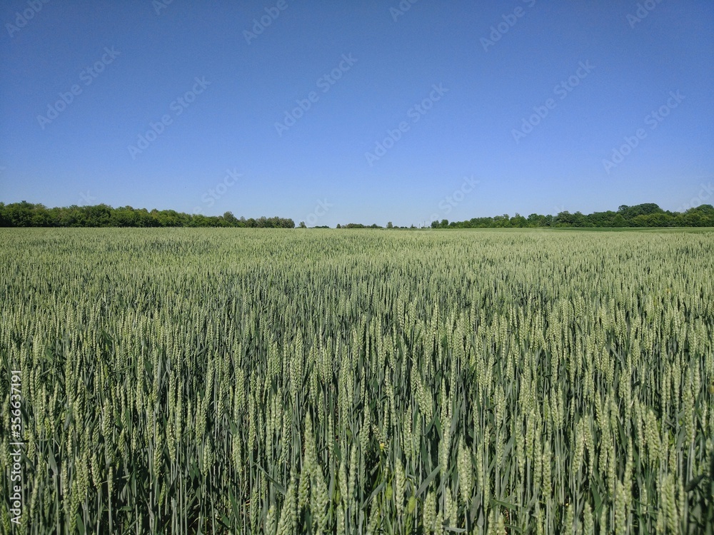 huge wheat field with clear sky