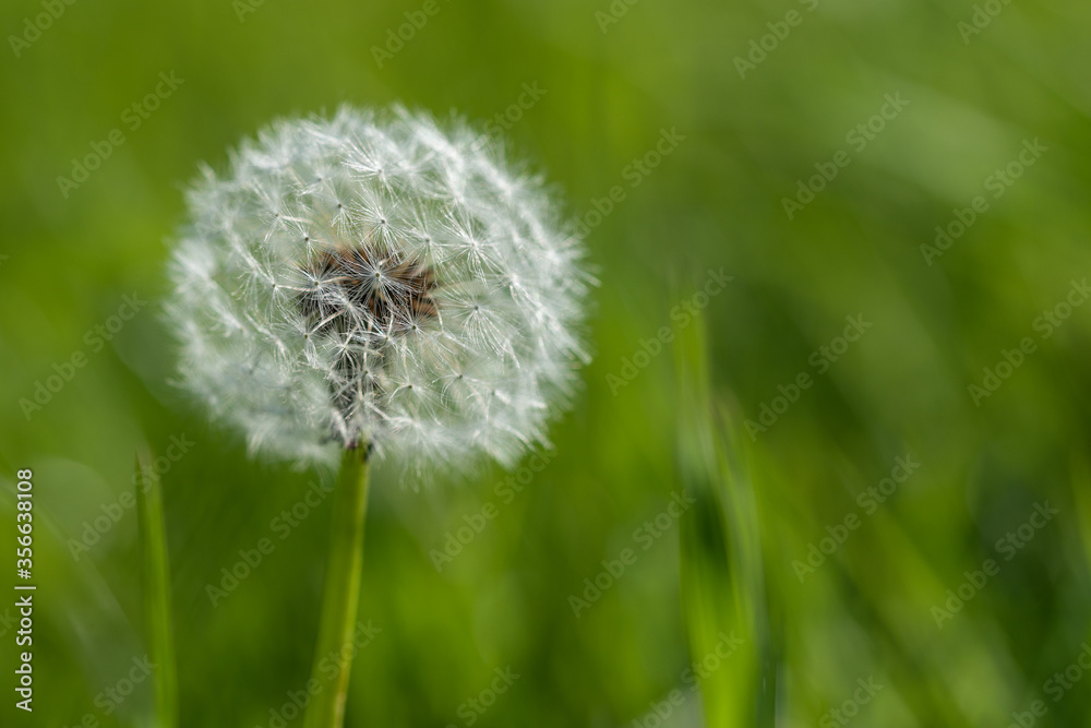 Fototapeta premium dandelion on green background