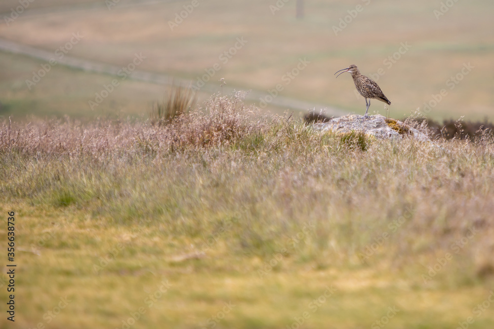Fototapeta premium Curlew in the Yorkshire Dales