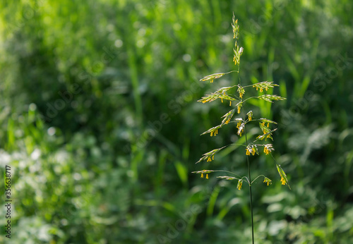 blooming grass stalk on a green meadow on a Sunny summer day