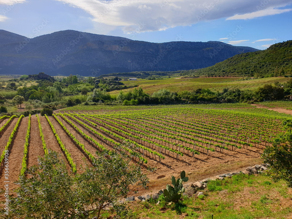 vineyard valley on sardinia