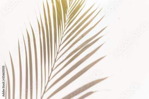 palm leaf shadow on white background sunny sunlight garden left