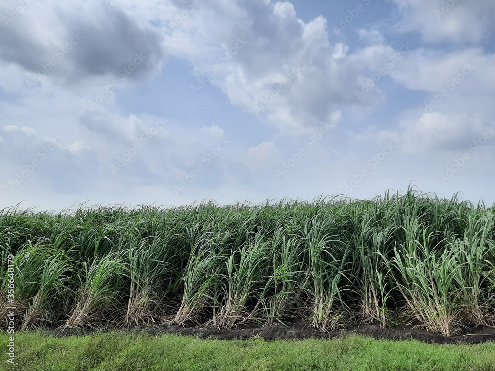 Sugarcane field with blue sky and clouds Sugarcane field with blue sky and clouds