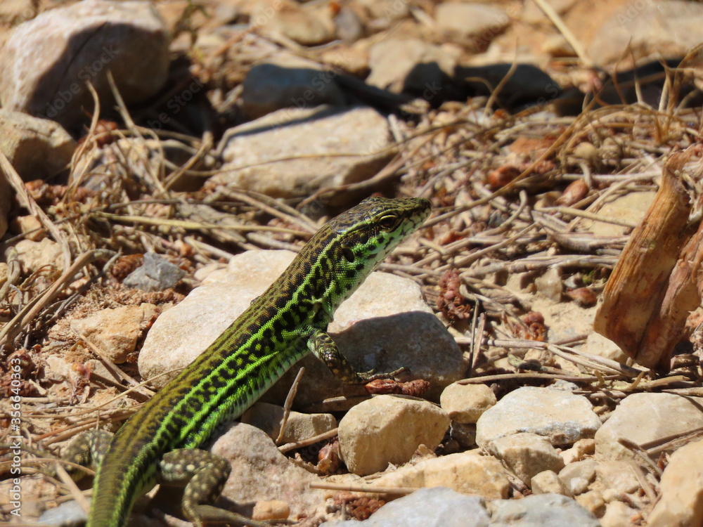 Naklejka premium Tyrrhenian wall lizard watching, sardinia