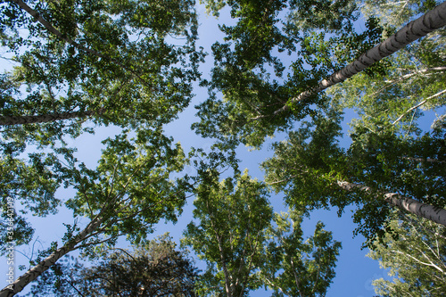 birches converge in the sky on a warm clear summer day