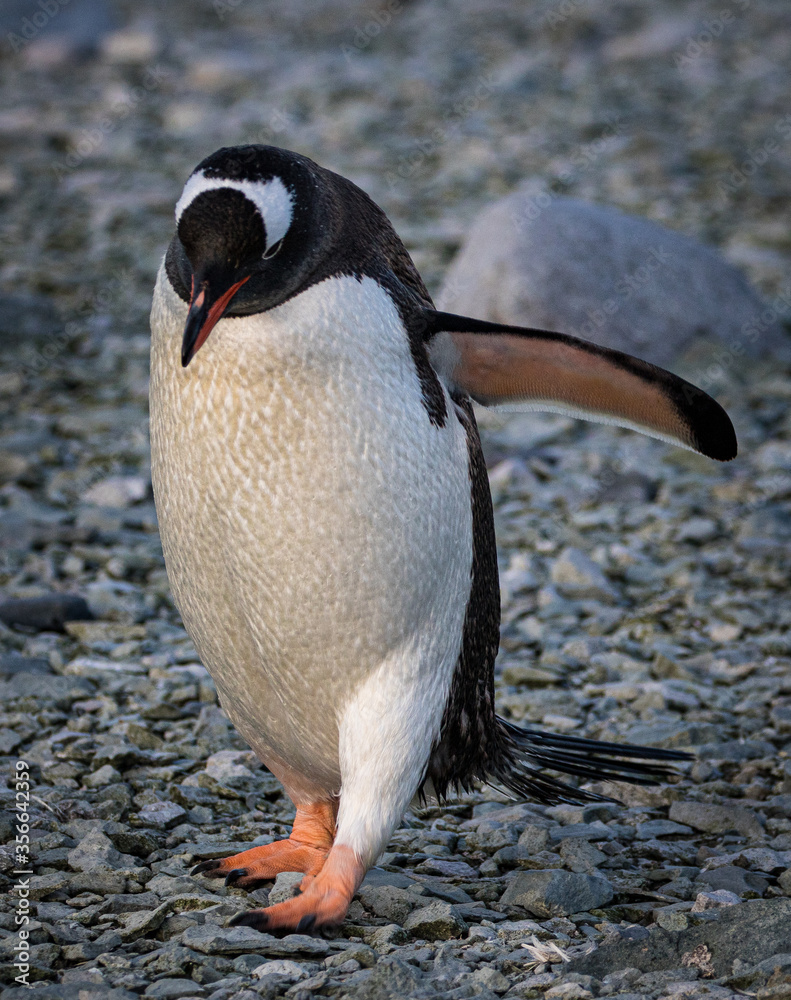 Fototapeta premium Gentoo penguin in Antarctica (Pygoscelis papua)