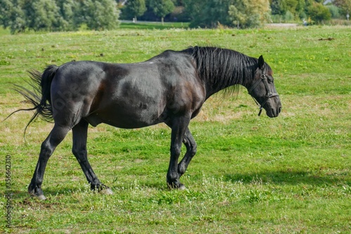 Schwarzes Pferd trabt über eine Weide.