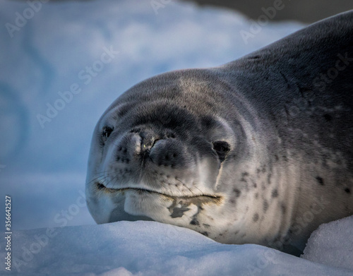 Leopard Seal in Antarctica (Hydrurga leptonyx) photo