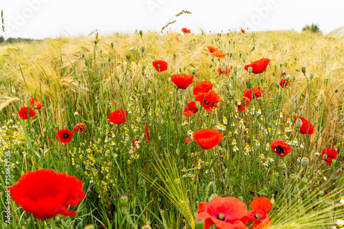 C'est la saison des coquelicots ...
