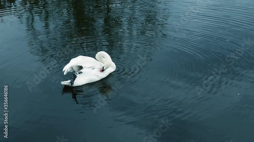A white swan swims in the water of a pond and cleans its feathers, close-up.