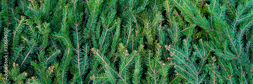 Poster of beautiful spruce branches. Top view, close up. Place for a congratulation or lettering.