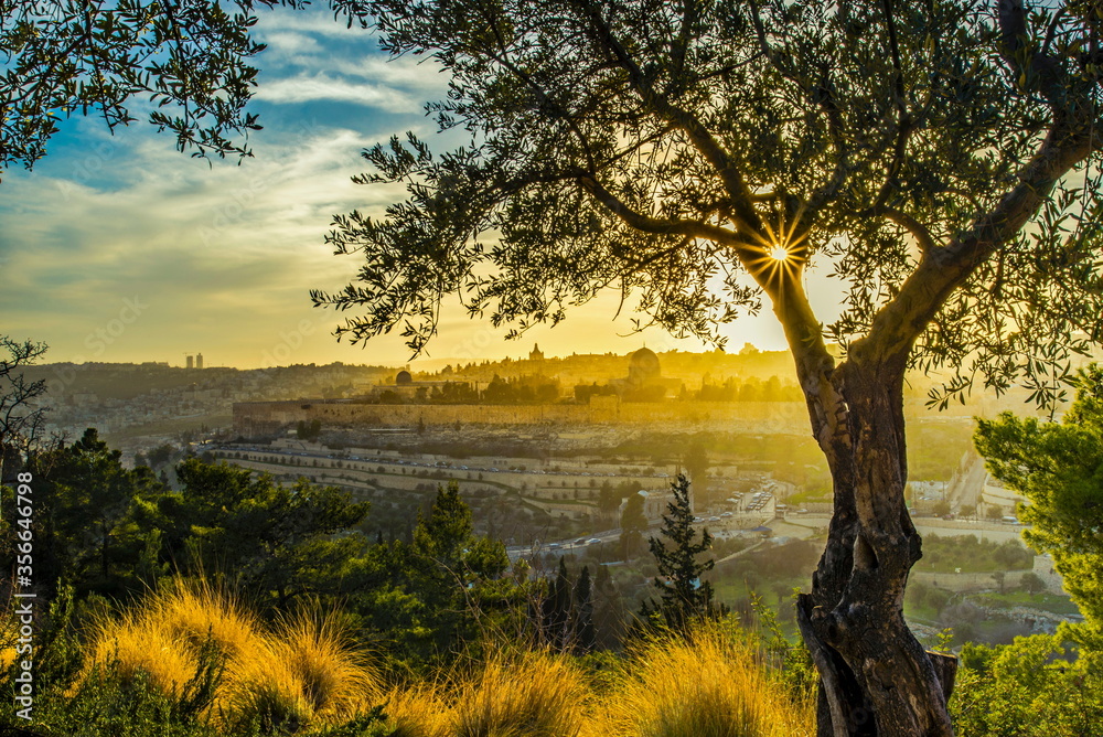 Naklejka premium Piękny, nasłoneczniony widok na zabytki Starego Miasta w Jerozolimie: Wzgórze Świątynne z Kopułą na Skale, Złotą Bramę i Górę Syjon w oddali; ze słońcem przebijającym się przez gałęzie drzew oliwnych na Górze Oliwnej