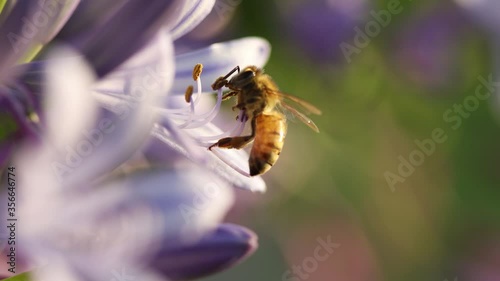 Honey bee flying close to delicate filament and anthers on lily flower, navigates to land, feeds on nectar and pollen, and flies away