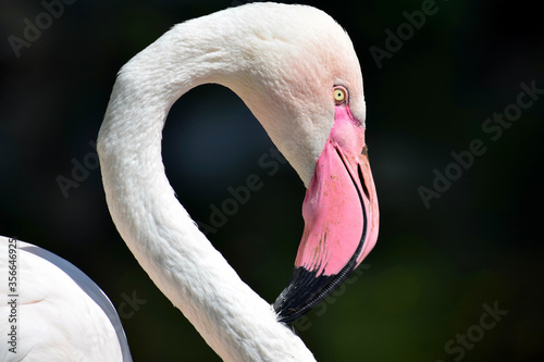 Pink Flamingo Head Close Up Portrait