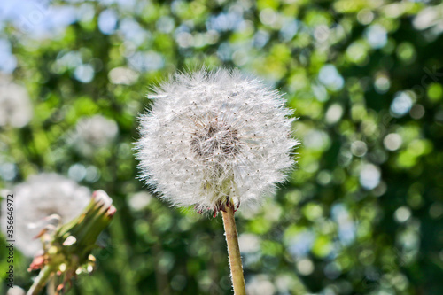 Dandelion with fluffy seeds  blurred backdrop. Round bloom dandelion head. Summer background. Close-up.