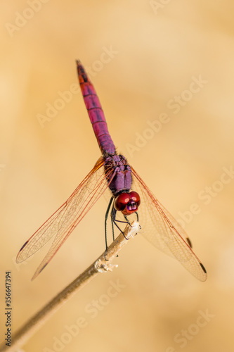 Colorful dragonfly