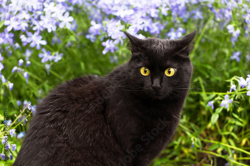 Wallpaper Mural Beautiful bombay black cat with yellow eyes and attentive look in garden with blue flowers and grass in nature	 Torontodigital.ca