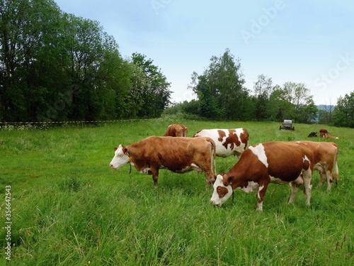 A group of several spotted cows grazing.