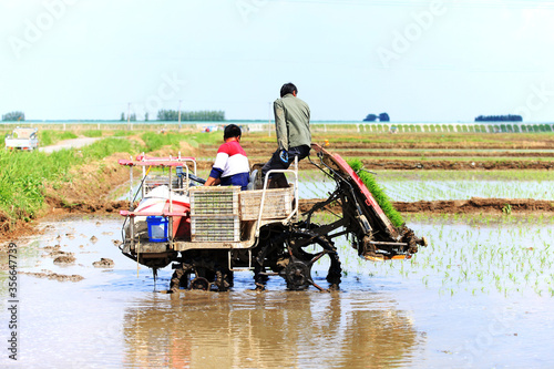 Farmers planting rice in field by using rice planting machine.