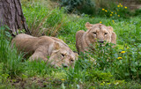 lions in the grass