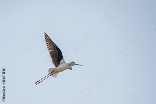 Photography Black winged stilt (Himantopus himantopus) captured while in flight