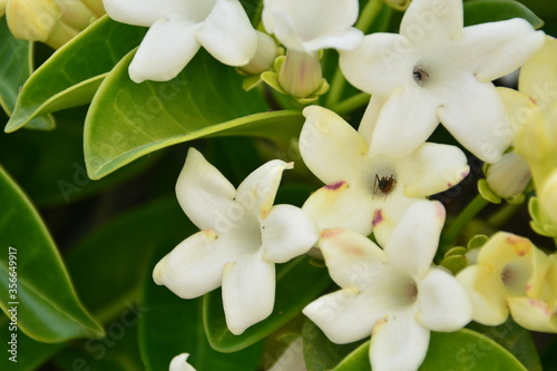 Amazing jasmine white flowers
