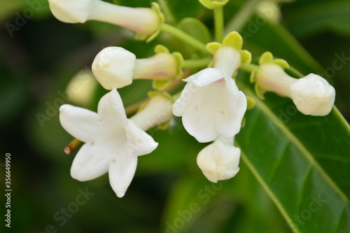 Amazing jasmine white flowers
