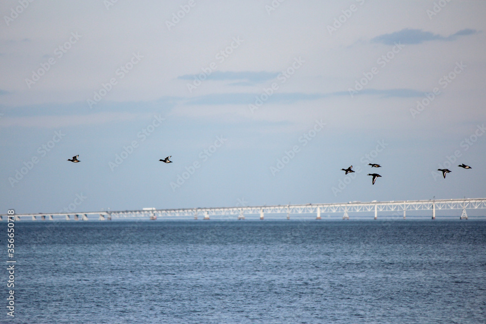 Scaup Duck