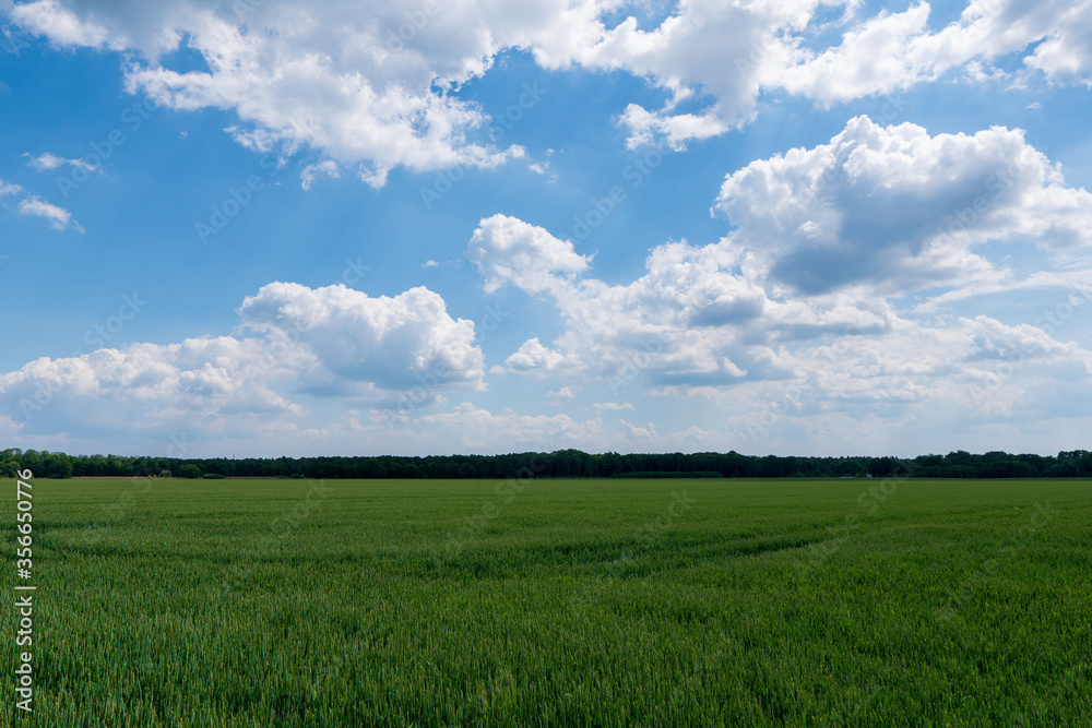 Obraz premium Green wheat field on blue sky background, czech detmarovice