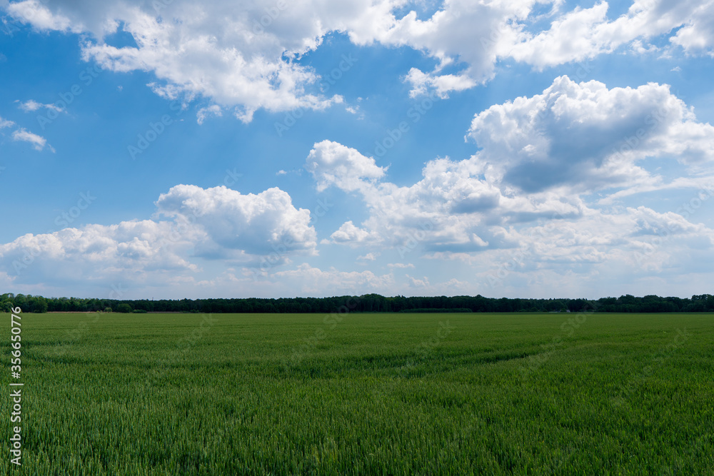 Green wheat field on blue sky background, czech detmarovice