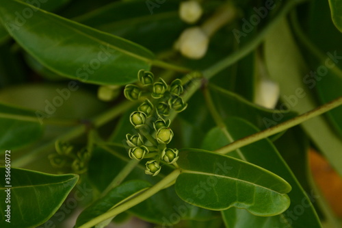 GReen buds of jasmine
