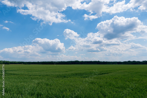 Green wheat field on blue sky background, czech detmarovice