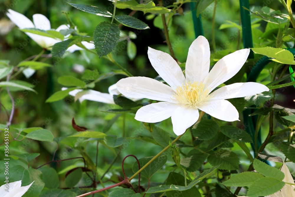 Clematis in summer timer. Blossom of clematis. White flowers of clematis. Beautiful flowers in the summer time Clematis in summer timer. Blossom of clematis. White flowers of clematis. Beautiful flowers in the summer time
