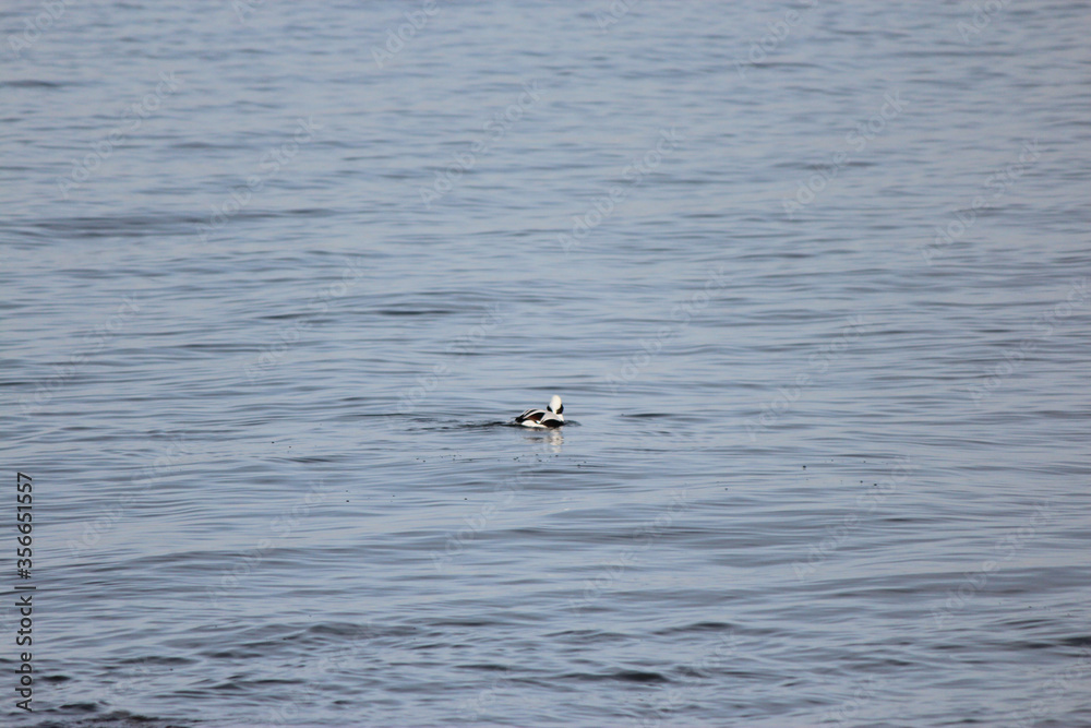 Longtail Duck Longtail Duck