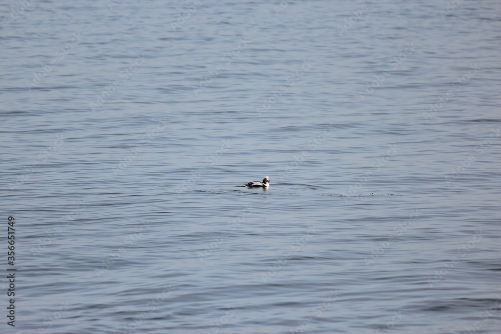 Longtail Duck