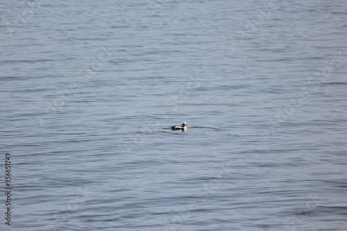 Longtail Duck