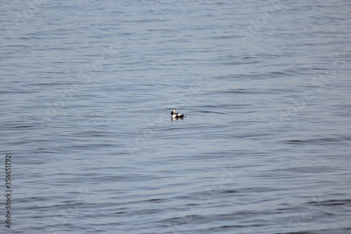 Longtail Duck