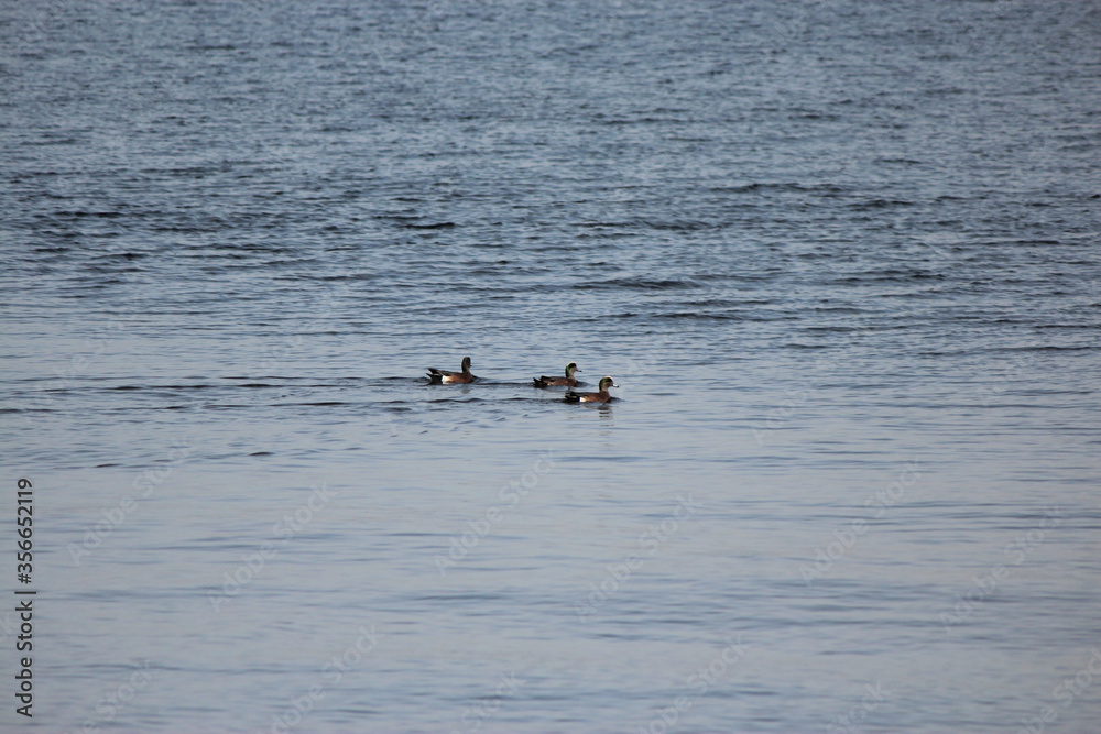 Scaup Duck Scaup Duck