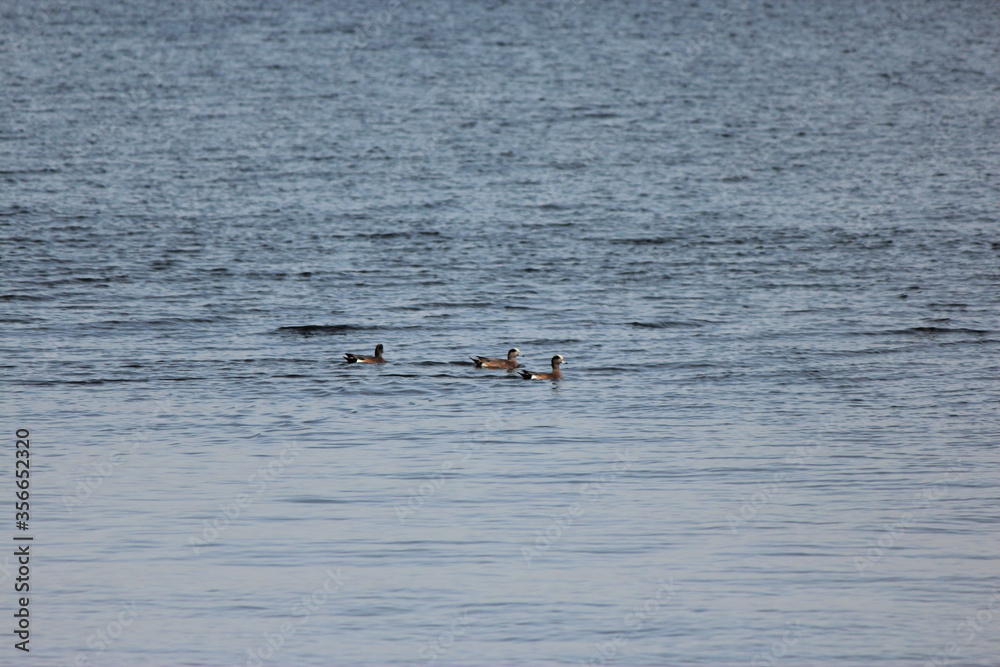 Scaup Duck