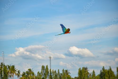 Blue gold macaw in the sky