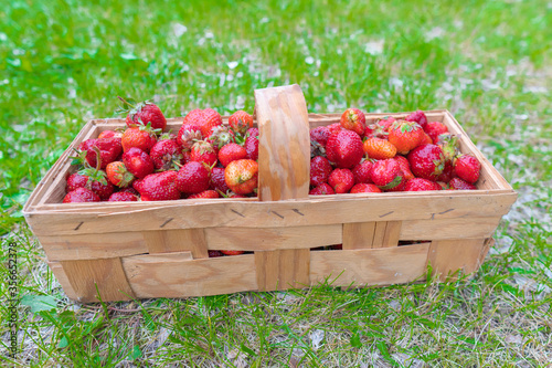 Close up selective focus of fresh juicy strawberries with green calyx petals in small woodchip basket on green grass. Blurred white wild flowers background.