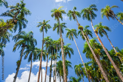 Palm trees in the Palmentuin or Palm garden in the capital of Suriname,Paramaribo