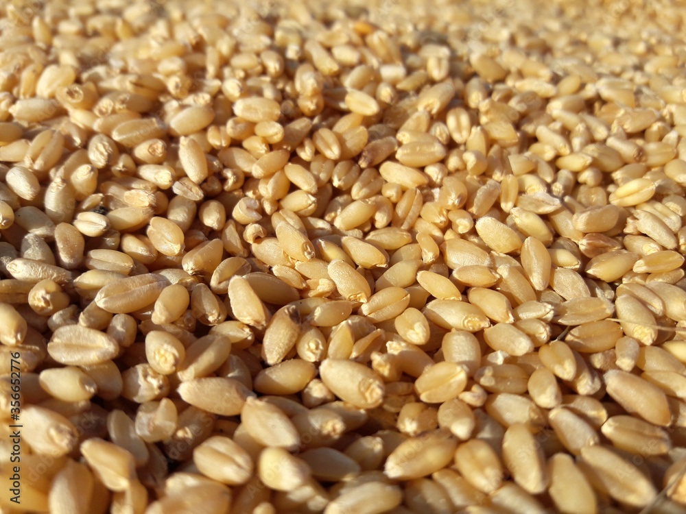 Fototapeta premium Wheat seeds background