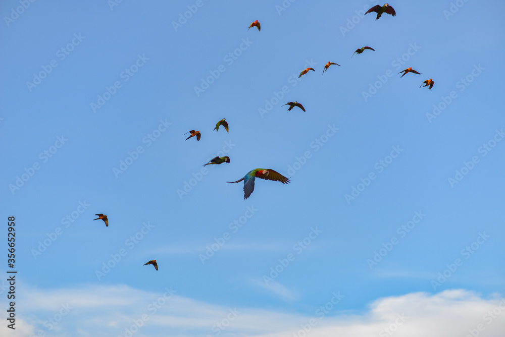 Blue gold macaw in the sky