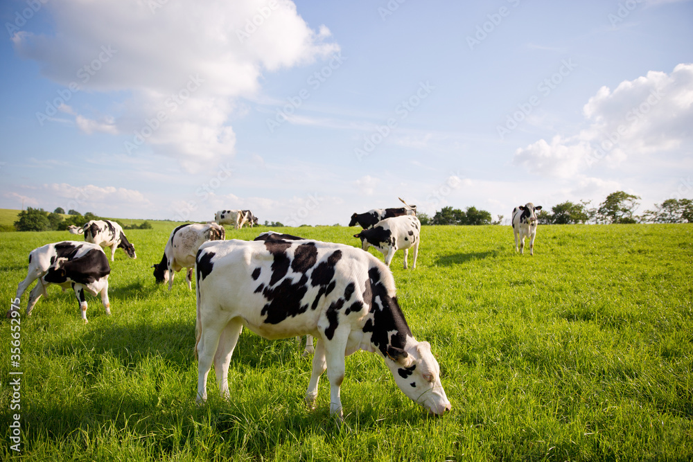Troupeau de vaches laitières dans une prairie en France. Troupeau de vaches laitières dans une prairie en France.