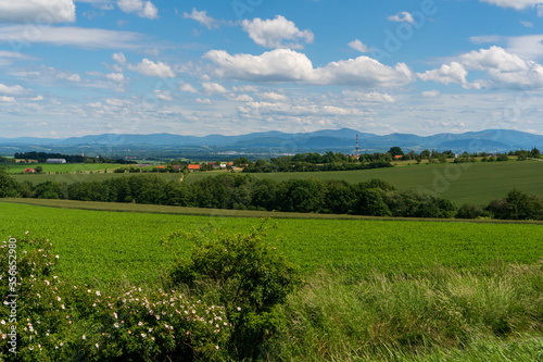 Panoramic rural landscape with idyllic vast green barley fields on hills and trails as lines leading to trees on the horizon  with deep blue sky and fluffy white clouds