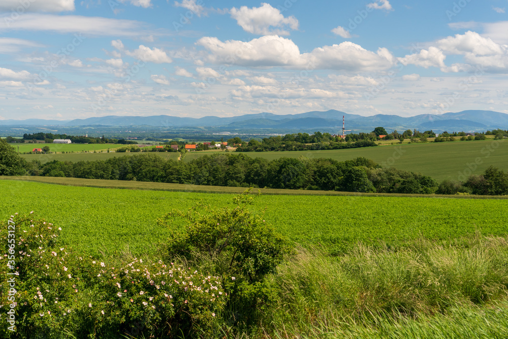 Panoramic rural landscape with idyllic vast green barley fields on hills and trails as lines leading to trees on the horizon, with deep blue sky and fluffy white clouds