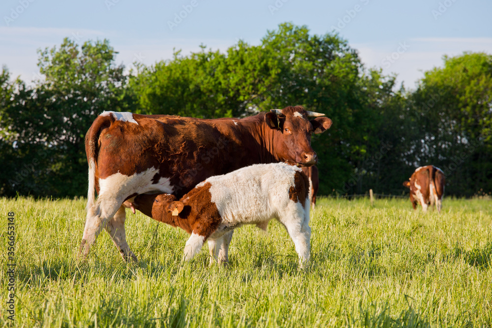 Troupeau de vaches de race 
