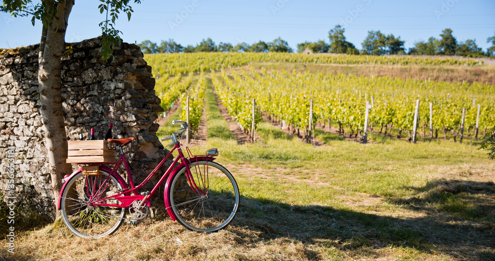 Vignoble en France, vieux vélo rouge aissé par le vigneron pendant les vendanges.