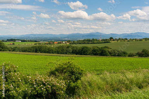 Panoramic rural landscape with idyllic vast green barley fields on hills and trails as lines leading to trees on the horizon, with deep blue sky and fluffy white clouds © Martin